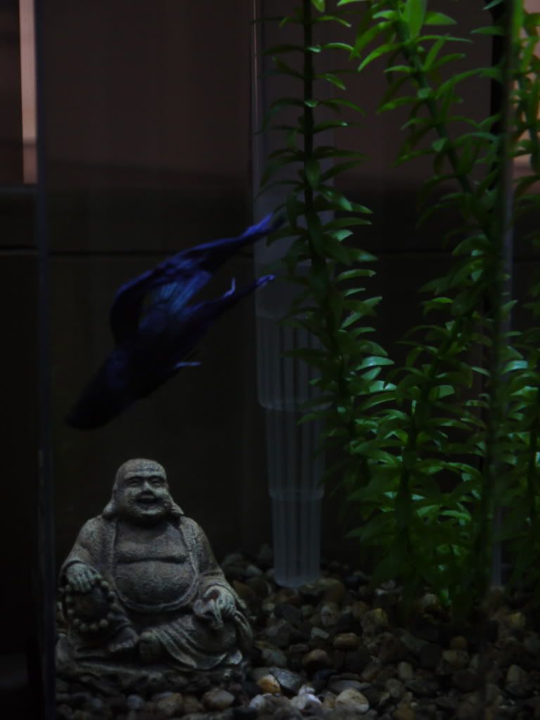 P1000157.jpg