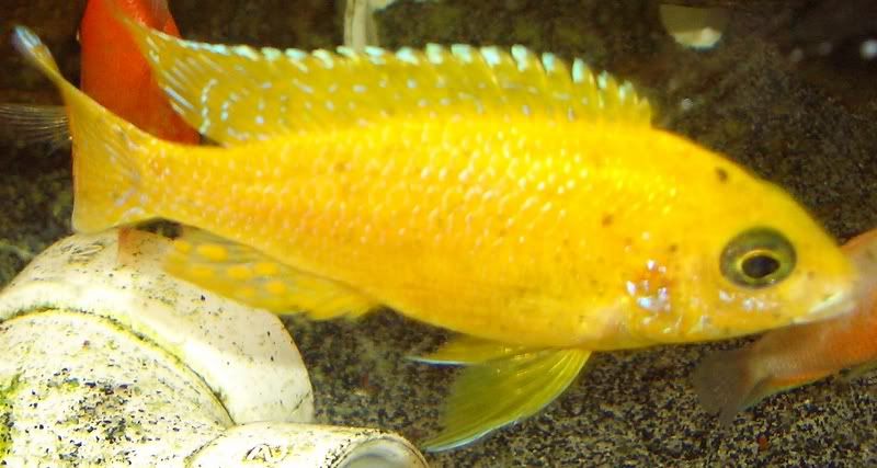 lemonpeacock.jpg