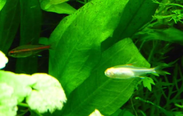 AlbinoGlowlight8.jpg