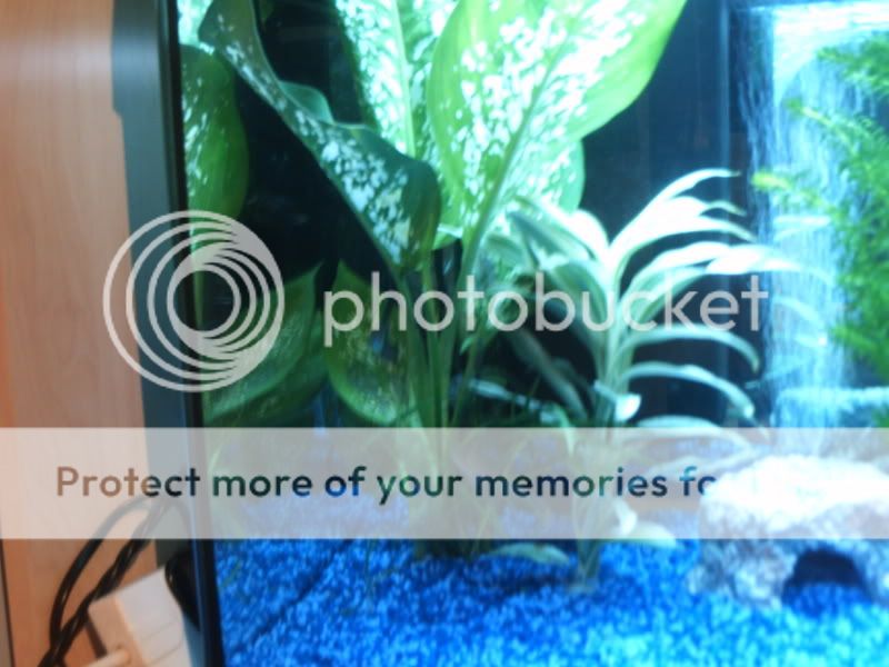 PICT0033.jpg