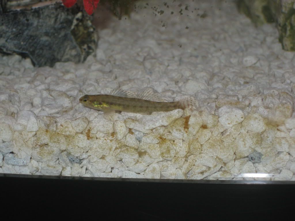 SwampDarters013.jpg