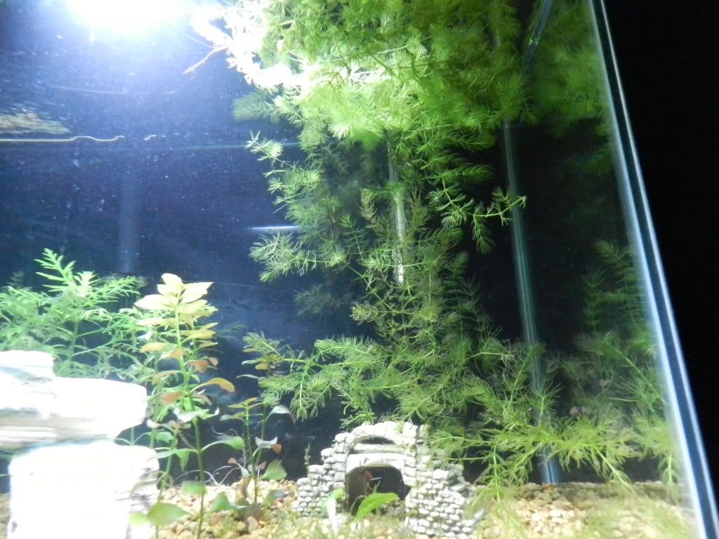 DSCN5474.jpg