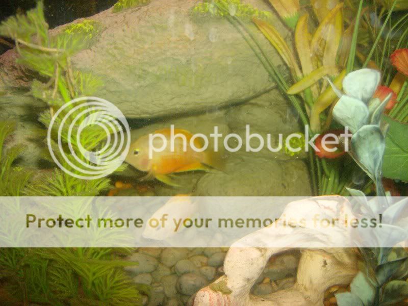Cichlids010.jpg