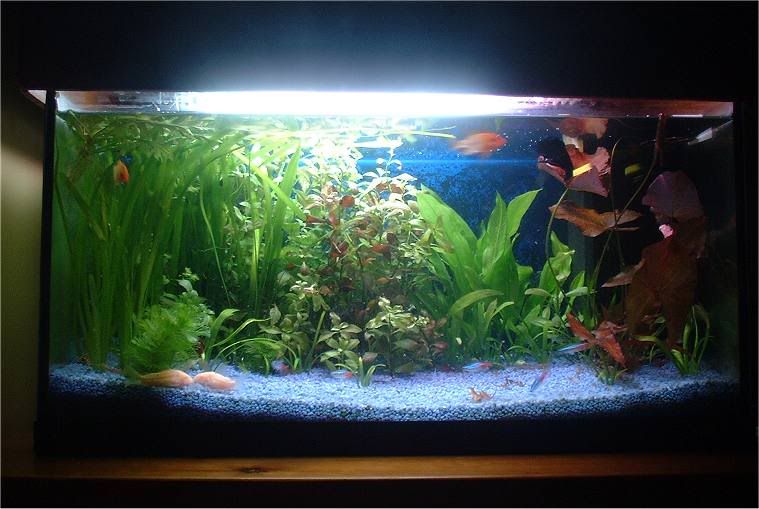 re-planted.jpg