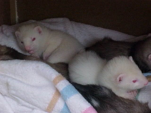 babiesz.jpg