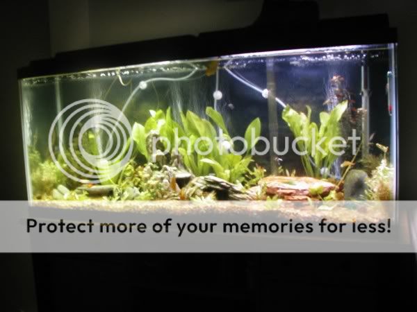 tankupdate2.jpg