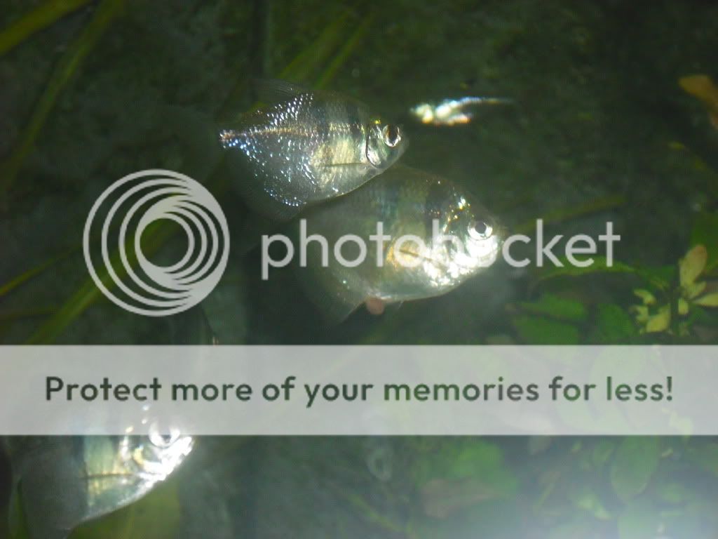 DSCF2112.jpg