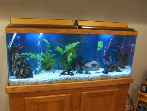 fishtank2.jpg