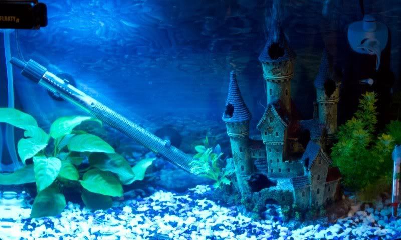 FishTank2.jpg