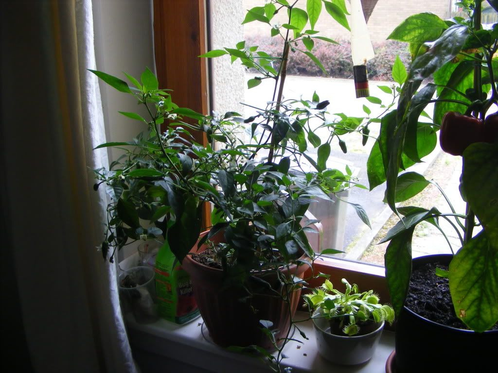 DSCF3206.jpg