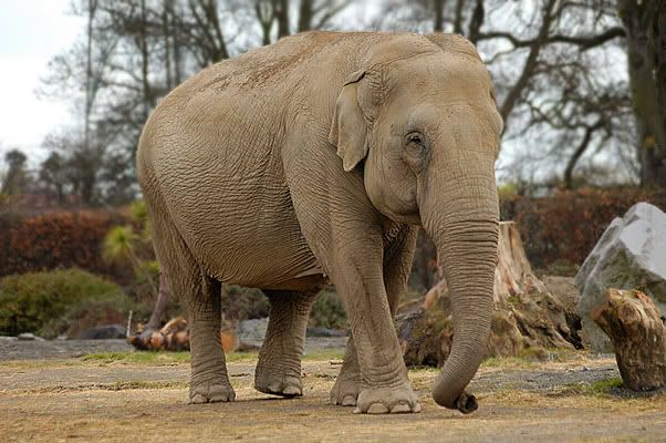 zoo49.jpg