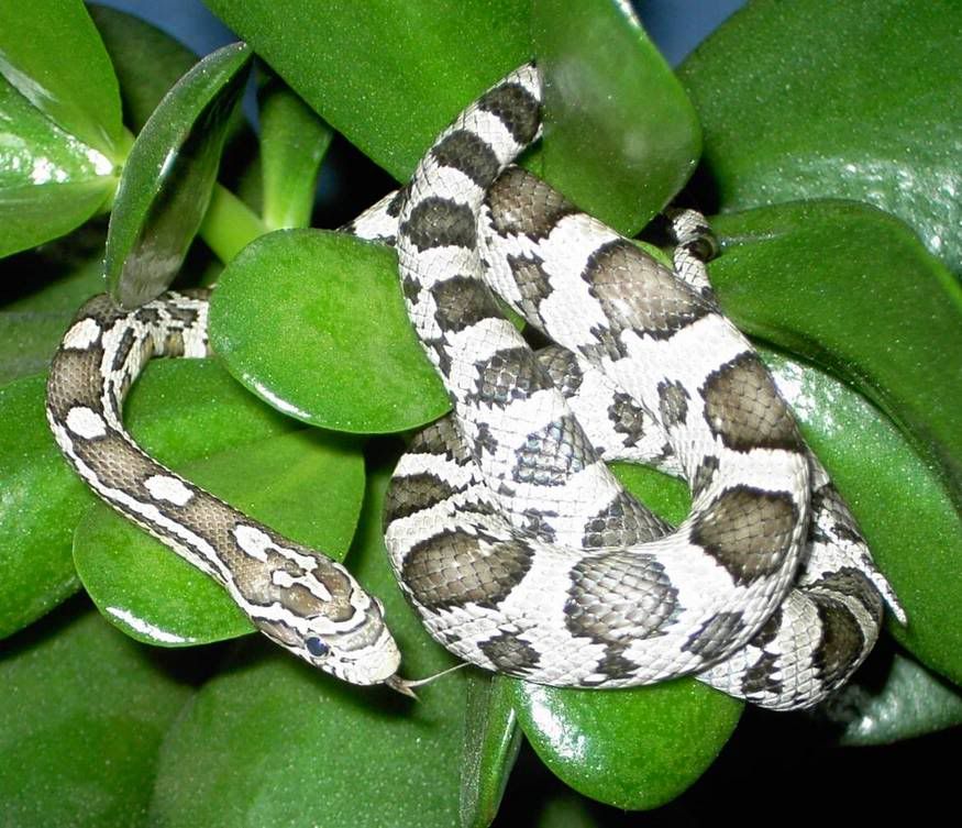 snakes155.jpg