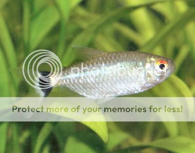 RedEyeTetraWFCh_C2431.jpg