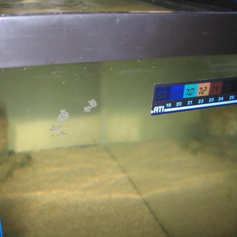 c89-eggs-1.jpg