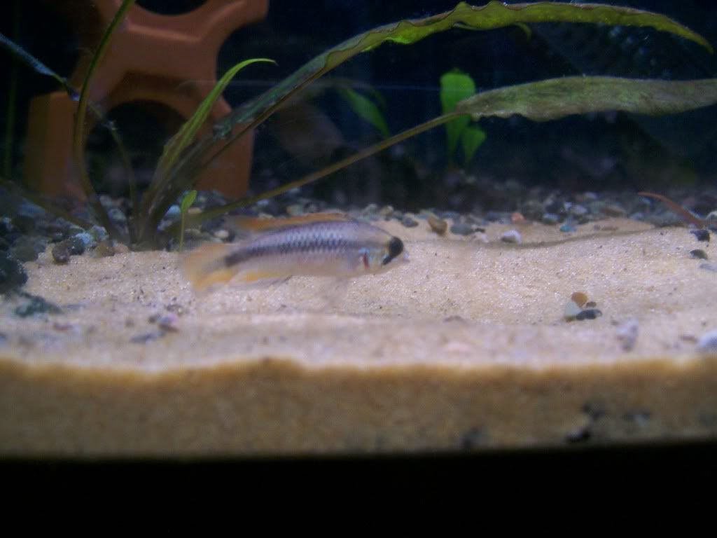 agassizi033.jpg