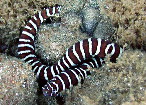 Gymnomuraena_zebra_by_NPS.jpg