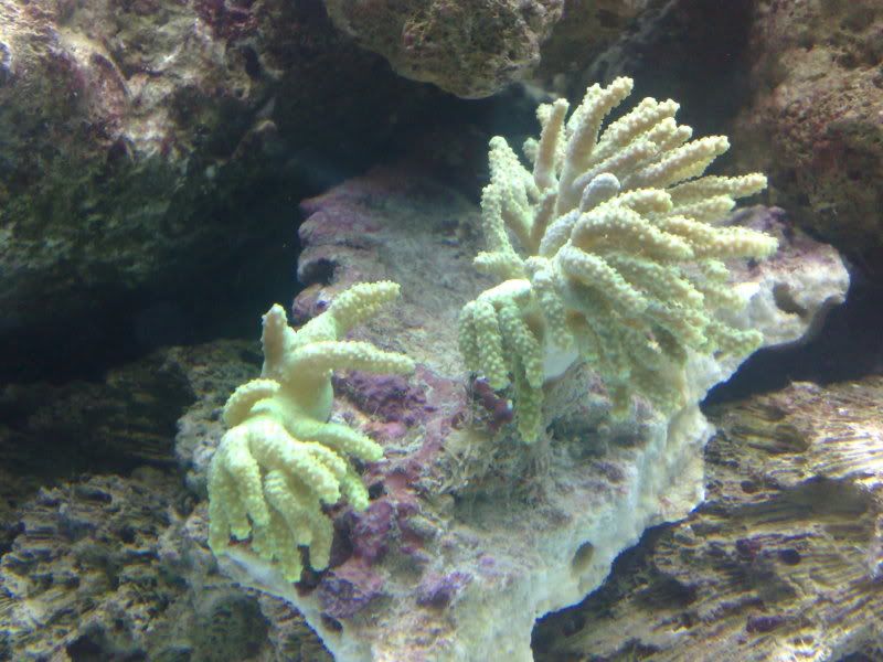 GreenCoralUpdate.jpg