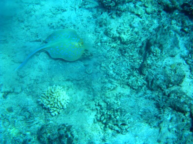 underwater183.jpg