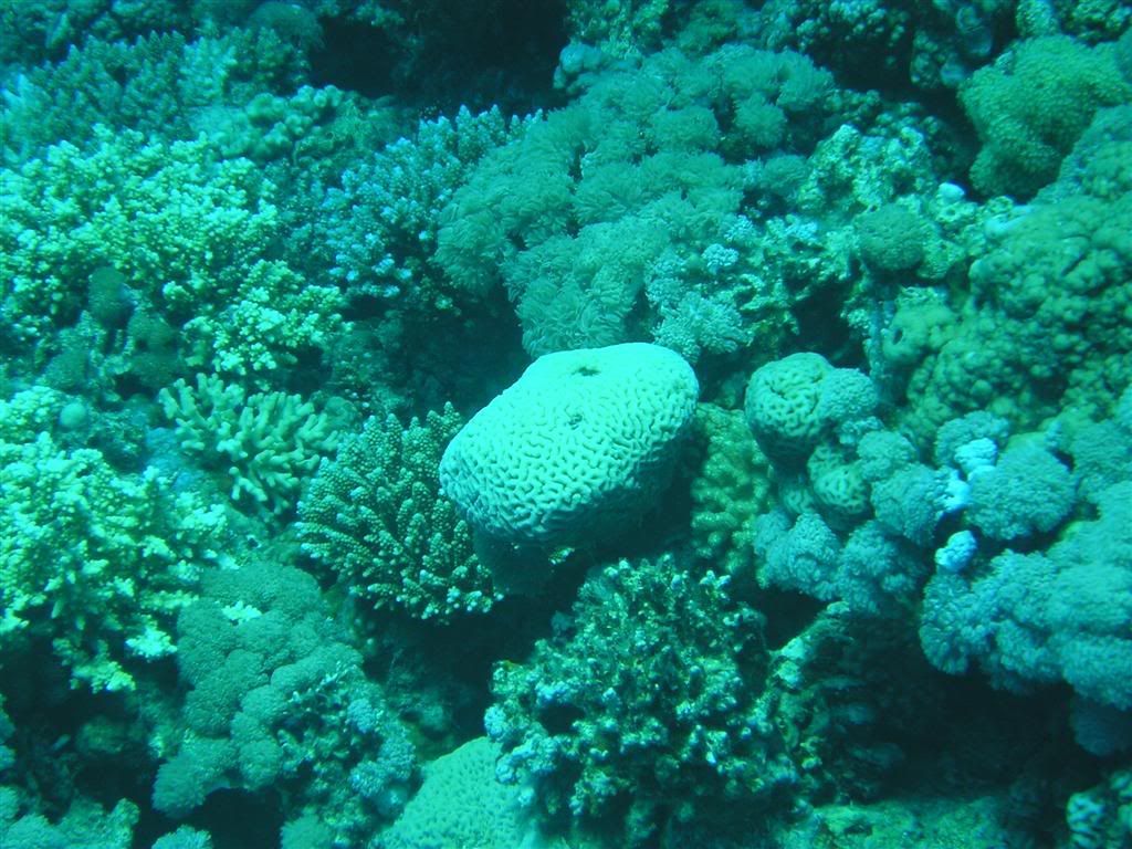 P1010089Large.jpg