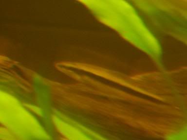 Whatfish3.jpg