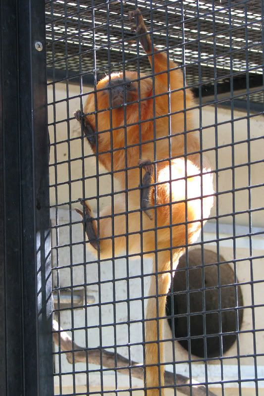 OrangeTamarin.jpg