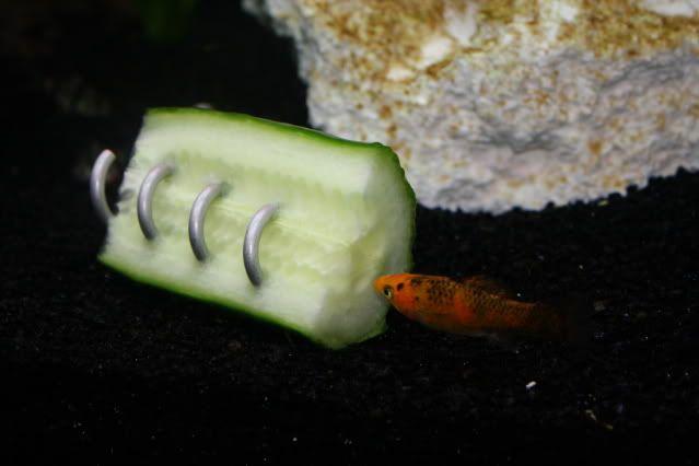 FishTank26-04-09002.jpg