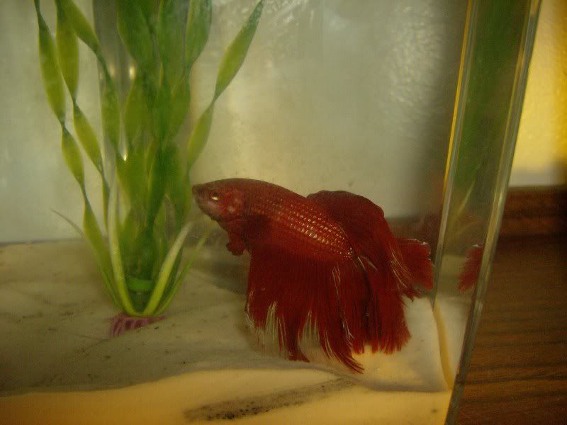 NewFish019.jpg