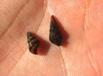 snail2-sm.jpg