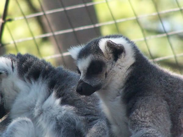 lemurs2.jpg