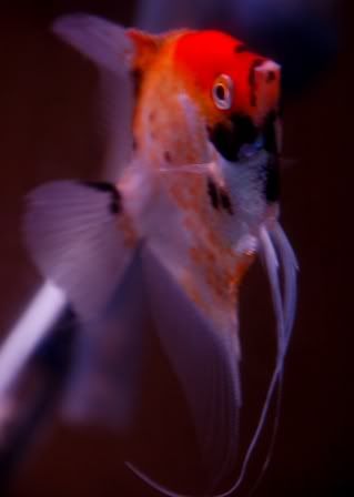 Angel2.jpg