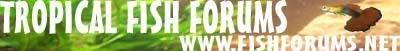 TFFADVERTATTEMPT4.jpg