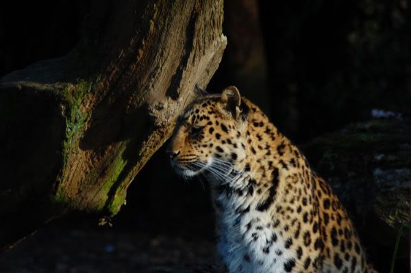 cotswoldwildlifepark328.jpg