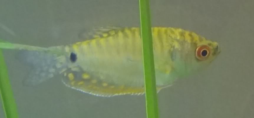 femalegourami.jpg