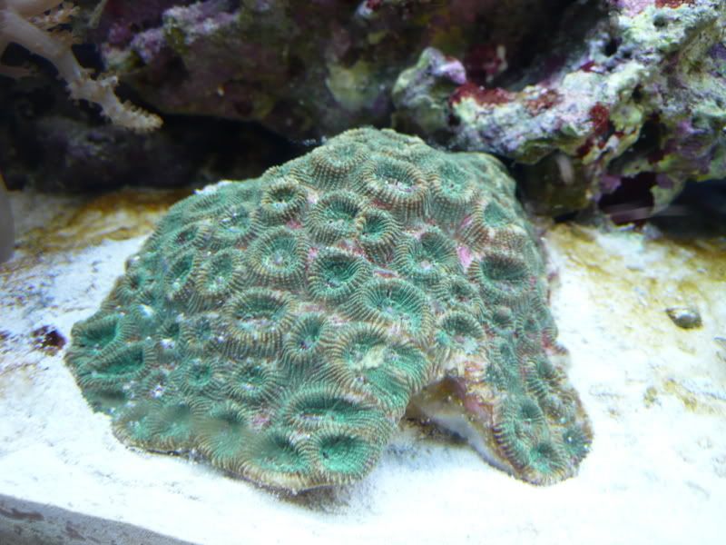 marinetank240308063.jpg