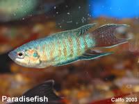 01gourami_paradise_blue.jpg