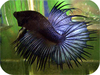 crowntail-betta-03.gif