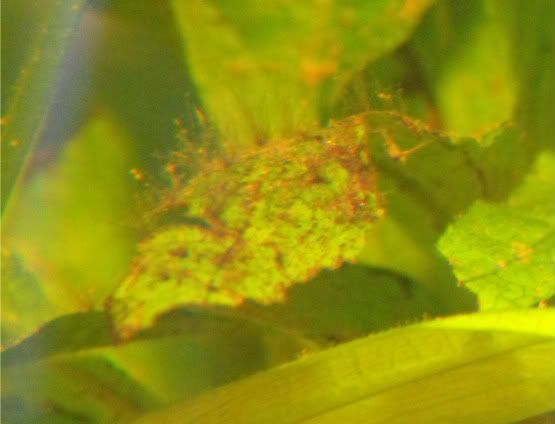2010_0507algae0011.jpg