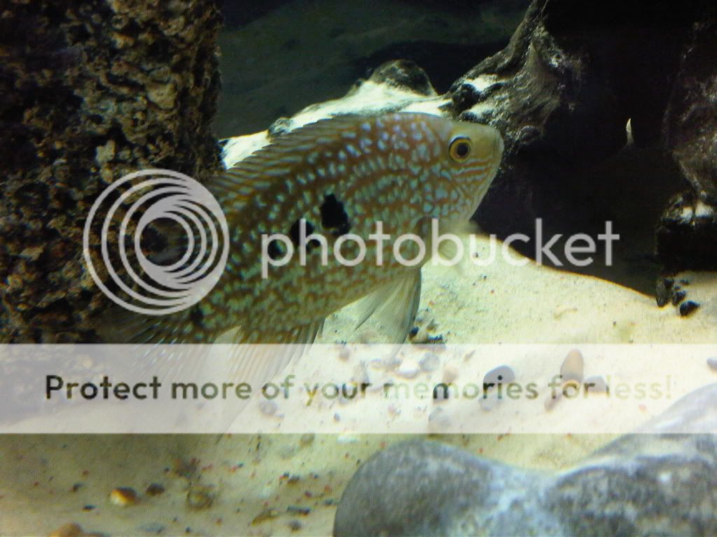 IMG00008-20090830-1519.jpg
