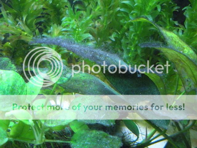 newplants009.jpg