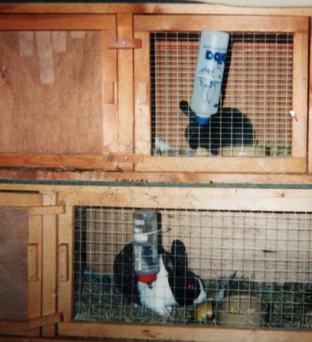 rabbits.jpg