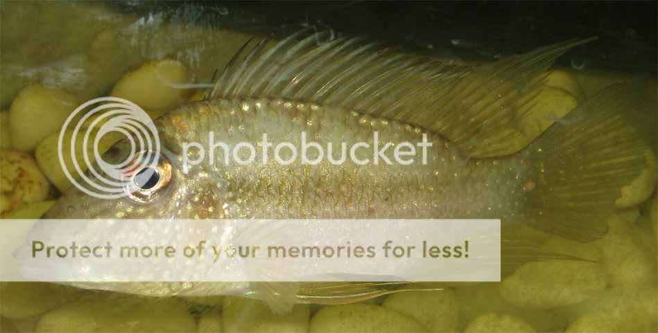 geophagus.png