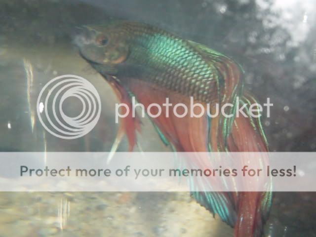 Fishies087.jpg