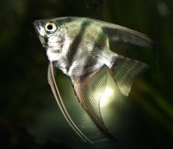 Fish17-05-09019.jpg