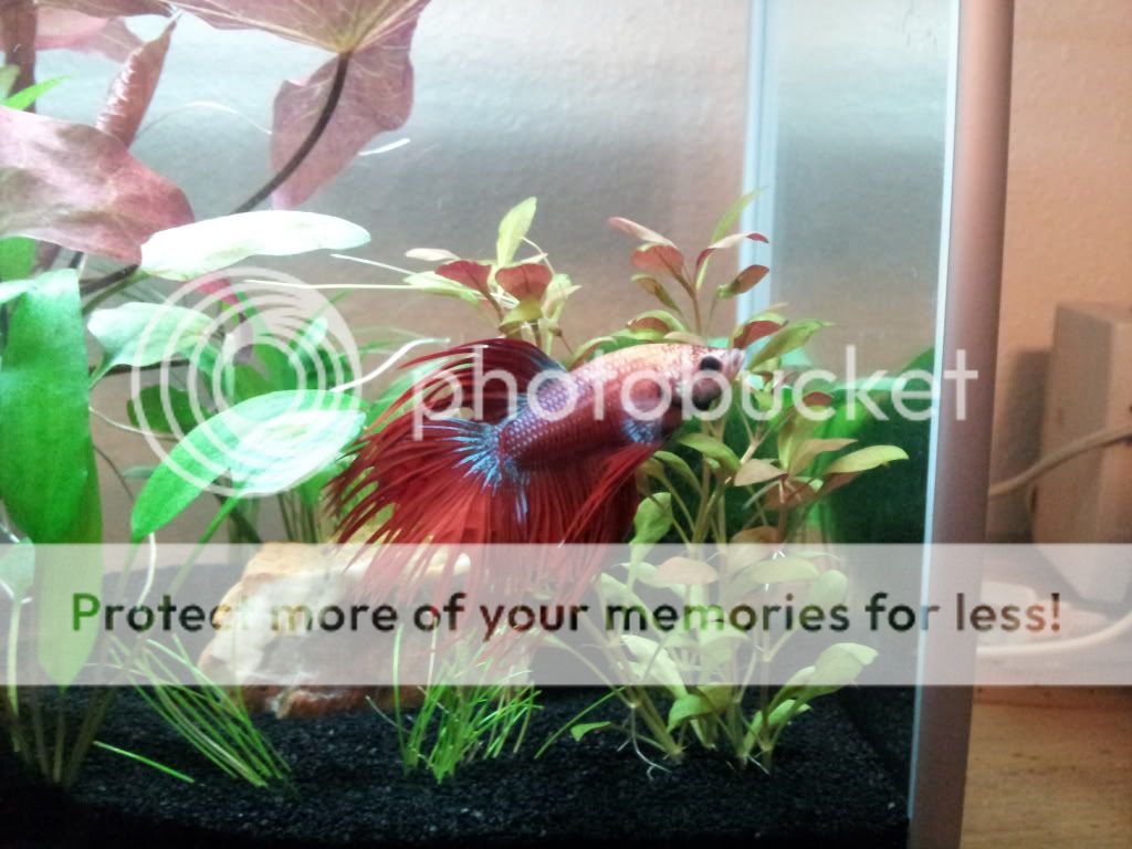 20130726_181150_zpse12fba8a.jpg