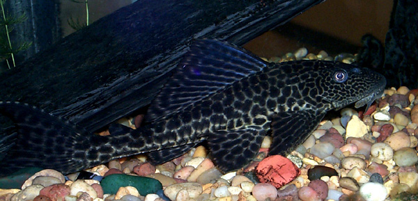 pleco-big.jpg