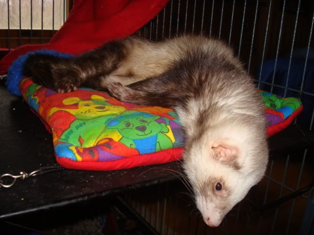 ferrets1007.jpg