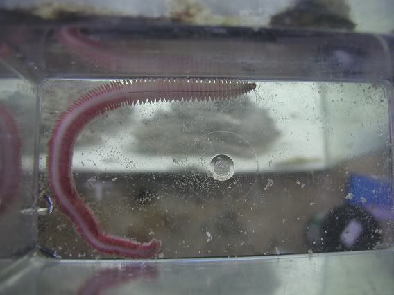 ragworm1.jpg
