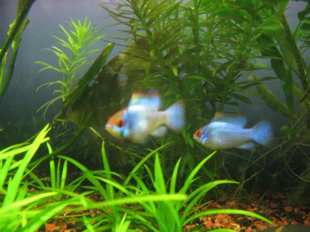 tfffishofthemonth003.jpg