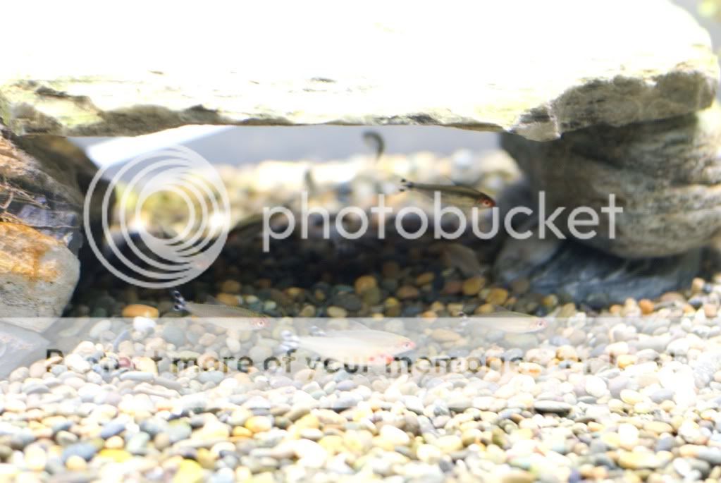 fish42.jpg