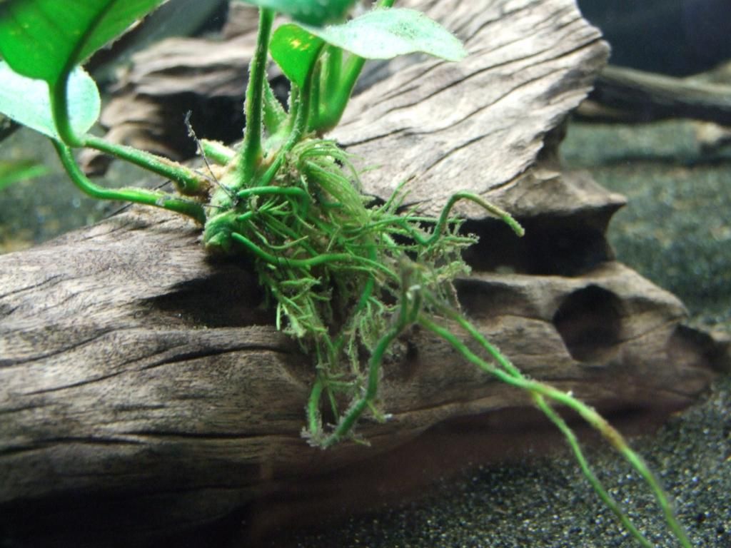 DSCF6536.jpg